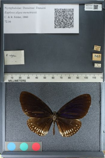 Media type: image;   Entomology 160944